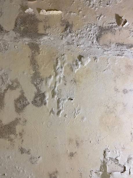 Best Mold Damage Repair  in Maple Park, IL