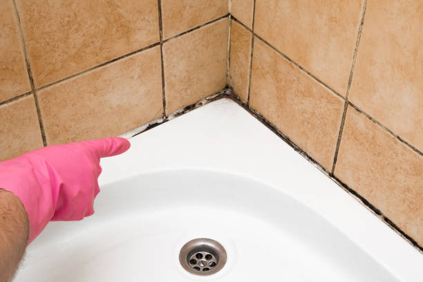 Best Crawl Space Mold Removal  in Maple Park, IL